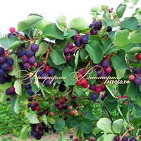 Ирга канадская МАРТИН ("Martin", Канада) Ирга канадская МАРТИН ("Martin", Канада)