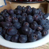 Ирга канадская ПРИНЦ ВИЛЬЯМ ("Prince William", США) Ирга канадская ПРИНЦ ВИЛЬЯМ ("Prince William", США)