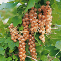 Смородина ЗОЛОТОЙ МУСКАТ ("Muscat D’or", Франция) (КИСЛИНКИ НЕТ ВООБЩЕ! САМЫЕ СЛАДКИЕ СОРТА ОТБИРАЛИ ДЕСЯТИЛЕТИЯМИ!)(КРУПНОМЕР! ОГРОМНЫЙ КУСТ, УРОЖАЙ В ГОД ПОСАДКИ) Смородина ЗОЛОТОЙ МУСКАТ ("Muscat D’or", Франция) (КИСЛИНКИ НЕТ ВООБЩЕ! САМЫЕ СЛАДКИЕ СОРТА ОТБИРАЛИ ДЕСЯТИЛЕТИЯМИ!)(КРУПНОМЕР! ОГРОМНЫЙ КУСТ, УРОЖАЙ В ГОД ПОСАДКИ)