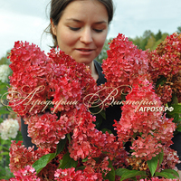 Гортензия метельчатая "ВАНИЛЛА ФРАЙЗ" Гортензия метельчатая "ВАНИЛЛА ФРАЙЗ"