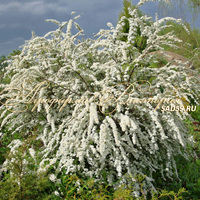 Спирея серая Грефшейм Спирея серая Грефшейм