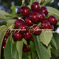 Черешня ИПУТЬ (Россия, Брянск) Черешня ИПУТЬ (Россия, Брянск)