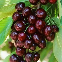 Черешня ВАЛЕРИЙ ЧКАЛОВ Черешня ВАЛЕРИЙ ЧКАЛОВ