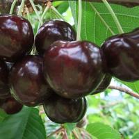 Черешня "БЫЧЬЕ СЕРДЦЕ" (СИБИРСКОЕ) Черешня "БЫЧЬЕ СЕРДЦЕ" (СИБИРСКОЕ)