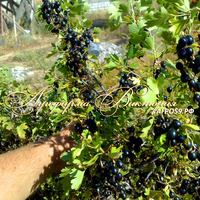 Смородина золотистая ВЕНЕРА (КРУПНОМЕР! ОГРОМНЫЙ КУСТ, УРОЖАЙ В ГОД ПОСАДКИ) Смородина золотистая ВЕНЕРА (КРУПНОМЕР! ОГРОМНЫЙ КУСТ, УРОЖАЙ В ГОД ПОСАДКИ)