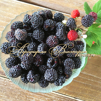 Малина черная УГОЛЕК (КРУПНОМЕР!) Малина черная УГОЛЕК (КРУПНОМЕР!)
