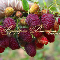 Малина ПОЛАНА (Польша) (КРУПНОМЕР! ОГРОМНЫЙ КУСТ, УРОЖАЙ В ГОД ПОСАДКИ) Малина ПОЛАНА (Польша) (КРУПНОМЕР! ОГРОМНЫЙ КУСТ, УРОЖАЙ В ГОД ПОСАДКИ)