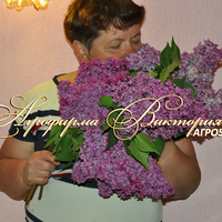 Сирень ВЕЗУВИЙ Сирень ВЕЗУВИЙ