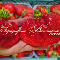 Клубника "МОНТЕРЕЙ" (КРУПНОМЕР! ОГРОМНЫЙ КУСТ, УРОЖАЙ В ГОД ПОСАДКИ) Клубника "МОНТЕРЕЙ" (КРУПНОМЕР! ОГРОМНЫЙ КУСТ, УРОЖАЙ В ГОД ПОСАДКИ)