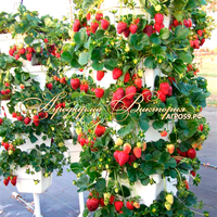 Клубника ФЛОРИАНТ ("Floriante", Голландия) Клубника ФЛОРИАНТ ("Floriante", Голландия)