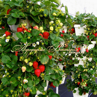 Клубника ФЛОРИДА БЬЮТИ (КРУПНОМЕР! ОГРОМНЫЙ КУСТ, УРОЖАЙ В ГОД ПОСАДКИ) Клубника ФЛОРИДА БЬЮТИ (КРУПНОМЕР! ОГРОМНЫЙ КУСТ, УРОЖАЙ В ГОД ПОСАДКИ)