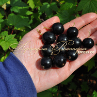 Смородина ОБЫКНОВЕННОЕ ЧУДО (Россия, Новосибирск) (КРУПНОМЕР! ОГРОМНЫЙ КУСТ, УРОЖАЙ В ГОД ПОСАДКИ) Смородина ОБЫКНОВЕННОЕ ЧУДО (Россия, Новосибирск) (КРУПНОМЕР! ОГРОМНЫЙ КУСТ, УРОЖАЙ В ГОД ПОСАДКИ)