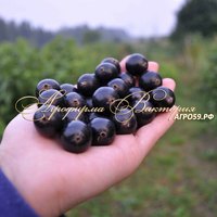 Смородина БИГ-БЕН (Шотландия) (КРУПНОМЕР! ОГРОМНЫЙ КУСТ, УРОЖАЙ В ГОД ПОСАДКИ) Смородина БИГ-БЕН (Шотландия) (КРУПНОМЕР! ОГРОМНЫЙ КУСТ, УРОЖАЙ В ГОД ПОСАДКИ)