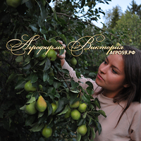 Груша "СЕВЕРЯНКА КРАСНОЩЁКАЯ" (КРУПНОМЕР! КРУПНОЕ, МОЩНОЕ ДЕРЕВО, ЦВЕТЁТ В ГОД ПОСАДКИ, ЧАСТО И ПЛОДОНОСИТ В ГОД ПОСАДКИ!) Груша "СЕВЕРЯНКА КРАСНОЩЁКАЯ" (КРУПНОМЕР! КРУПНОЕ, МОЩНОЕ ДЕРЕВО, ЦВЕТЁТ В ГОД ПОСАДКИ, ЧАСТО И ПЛОДОНОСИТ В ГОД ПОСАДКИ!)