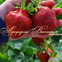 Клубника ЦАРИЦА (КРУПНОМЕР! ОГРОМНЫЙ КУСТ, УРОЖАЙ В ГОД ПОСАДКИ) Клубника ЦАРИЦА (КРУПНОМЕР! ОГРОМНЫЙ КУСТ, УРОЖАЙ В ГОД ПОСАДКИ)