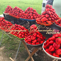 Клубника ПЕТАЛУМА (КРУПНОМЕР! ОГРОМНЫЙ КУСТ, УРОЖАЙ В ГОД ПОСАДКИ) Клубника ПЕТАЛУМА (КРУПНОМЕР! ОГРОМНЫЙ КУСТ, УРОЖАЙ В ГОД ПОСАДКИ)