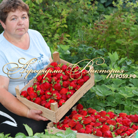 Клубника ЛУНА (КРУПНОМЕР! ОГРОМНЫЙ КУСТ, УРОЖАЙ В ГОД ПОСАДКИ) Клубника ЛУНА (КРУПНОМЕР! ОГРОМНЫЙ КУСТ, УРОЖАЙ В ГОД ПОСАДКИ)