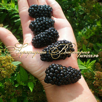 Ежевика ВОЖДЬ ДЖОЗЕФ ("Chief Joseph", США) (КРУПНОМЕР! ОГРОМНЫЙ КУСТ, УРОЖАЙ В ГОД ПОСАДКИ) Ежевика ВОЖДЬ ДЖОЗЕФ ("Chief Joseph", США) (КРУПНОМЕР! ОГРОМНЫЙ КУСТ, УРОЖАЙ В ГОД ПОСАДКИ)