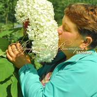 Гортензия древовидная "БАУНТИ" Гортензия древовидная "БАУНТИ"