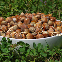 Фундук СЕВЕРНЫЙ 42 Фундук СЕВЕРНЫЙ 42