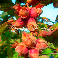 Фундук ШОКОЛАДНЫЙ Фундук ШОКОЛАДНЫЙ