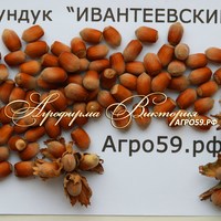 Фундук ИВАНТЕЕВСКИЙ Фундук ИВАНТЕЕВСКИЙ