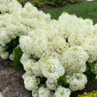 Гортензия метельчатая "ПАФФЕР ФИШ" Гортензия метельчатая "ПАФФЕР ФИШ"