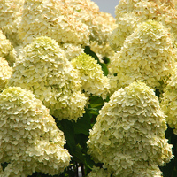 Гортензия метельчатая "КОТТОН КРИМ" Гортензия метельчатая "КОТТОН КРИМ"