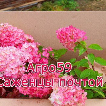 Саженцы гортензии