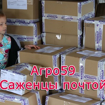 САЖЕНЦЫ ПОЧТОЙ